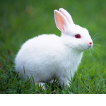 LittleBunny Groups