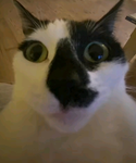 SaLlY cAt