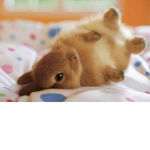 funneh bunnies