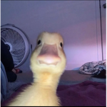 Legendary penguin