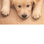 Join this group if u love dogs(::