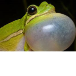 Kaidyn6220's frog group