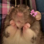 Rat Blox