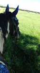 Teen horses