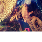 Reptile peps