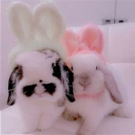 Lil bunnies Xx