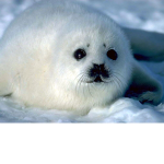 sealsss