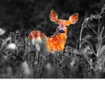 Lil deers :3