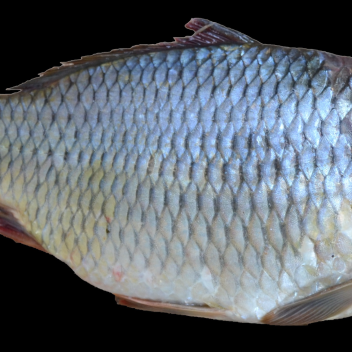fishtest