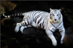 White Tiger Lovers!!