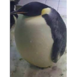 i'm the biggest bird i'm the biggest bird