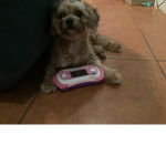 Teddy bear doggy