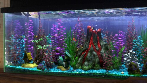 🐟🐟 The Fish Tank Rp 🐟🐟