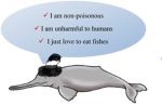 |~ river dolphins United! ~|