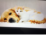 Cats and dogs can still snuggle