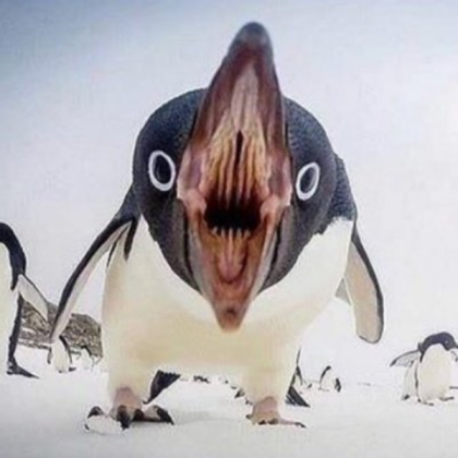 scary penguin 😿 Roblox decal