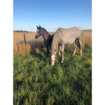 Team Horse BFF