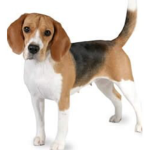 The Beagle Army