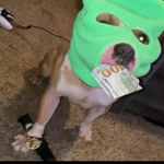VTU$ Ent