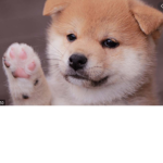 DOGEclarabelle