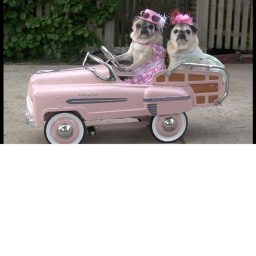 pug racing