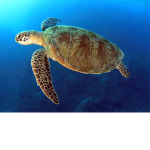Emerald Turtles