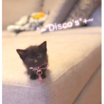 Disco's Group