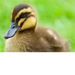 Quacklings