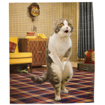 cat fam dab