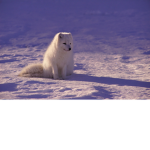 fast wolf