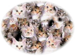 kitty clan