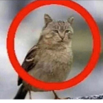 Catbird fans