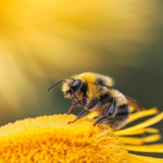 Buzzy clothing