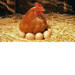 chickens only.