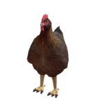 The Chaotic Chickens