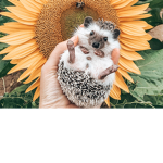 Ratshzjsbxudjd