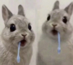Bunny Battle Grounds Studio's