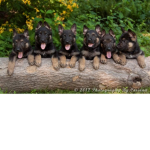 the buddys club