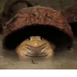 The toadz