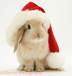 Bunnyplayzroblox fan group!
