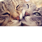 cats squadssss