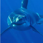 Sharkie’s Squad!!!