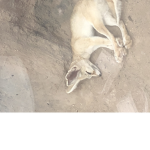 fennec gang :D