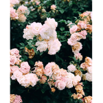 |~* Aesthetic Clothes for Girls*~|