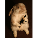 Bunnies Foo FOO
