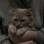 KITTY ᑕᗩT