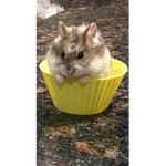 Muffin the hamster