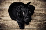 a Group about Dogs I promise Group Thumbnail