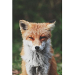 foxysisters