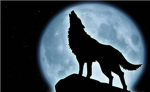 The wolves of the night